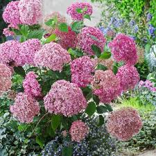 Image result for Hydrangea arborescens Pink Anabelle