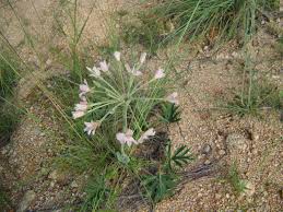 Image result for Pelargonium luridum