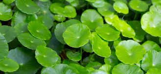 Image result for Centella glabrata