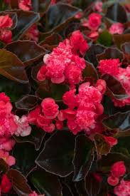 Image result for begonia semperflorens