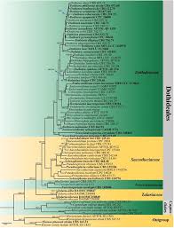 Image result for kabatina thujae