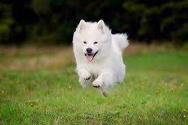 If you are unable to find your samoyed puppy in our puppy for sale or dog for sale sections, please consider looking thru thousands of samoyed dogs for adoption. How Much Do Samoyeds Cost