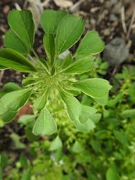 Image result for Euphorbia indica