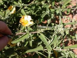 Image result for Sida ovata