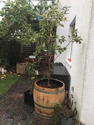 Ein Weinfass Als Alternative Zum Blumentopf Weinfass Garten Blumentopf