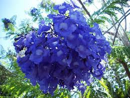 Delivery and planting service available. Fairchild Tropical Flowering Tree Sale 014 Flowering Trees Beautiful Flowers Blooming Plants