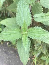 It is said that nettle stings are caused by the formic acid in the sting solution. Nettle Sting And Dock Leaf Archives Wonderbaba