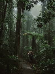 Explore The Land Before Time In Nsw S Dorrigo National Park Grumpy Turtle Creative Rainforest Pictures Nature Photography Trees Walking In Nature