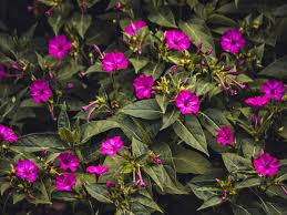 Image result for Mirabilis jalapa