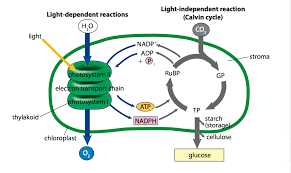 Both organelles use electron transport chains to generate the energy necessary to drive other there are two basic parts of photosynthesis: Is Gluecose A Product Of Photosynthesis Is Used To Generate Atp Quizlet Chapter 6 Biology 101 With Otoshi At Montgomery College