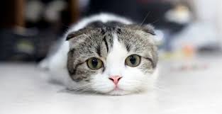 Pin Di Obat Flu Kucing