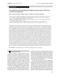 Image result for Megalochlamys hamata