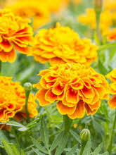 Obituary information for Margaret Hine