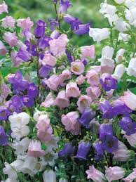 Bellflower Canterbury Bells Garden Plants For Sale Plant Sale Plants Online