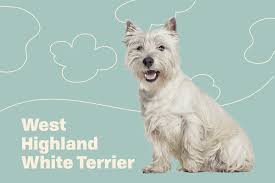 She is a female, and she is only 3 weeks old. West Highland White Terrier Westie Dog Breed Information And Characteristics Daily Paws