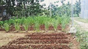 Berkebun di pekarangan rumah sesungguhnya dapat menjadi alternatif hiburan manakala pandemi seperti covid memaksa kita berdiam diri saja. Inspirasi Berkebun Di Masa Pandemi Caknun Com