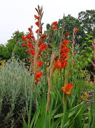 Image result for Gladiolus dalenii