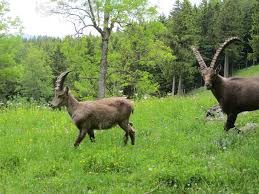 Da wir auf kunststoffmatten fahren, sind wir witterungsunabhängig. Naturpark Hohe Wand Top Ausflug