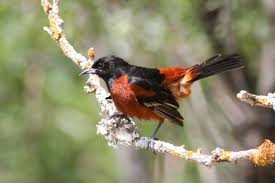 Последние твиты от oriole healthy food (@oriolehealthyfd). Birds The Many Types Of Oriole Have A Tropical History Food Journalnow Com