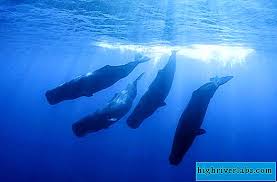 Perburuan paus di lamalera telah dilakukan Paus Sperma Gergasi Bawah Air Mamalia