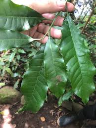 Image result for Pouteria pseudoracemosa