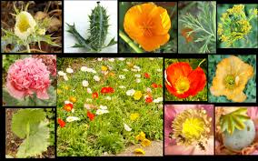 Image result for Papaveraceae