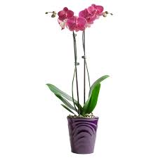 We did not find results for: Save On Just Add Ice Orchids Phal Orchid In Ceramic Pot Color Of Pot May Vary Order Online Delivery Stop Shop