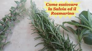 Maybe you would like to learn more about one of these? Come Seccare La Salvia Ed Il Rosmarino Youtube