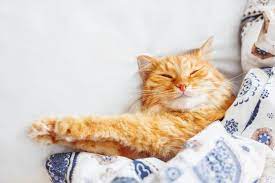 How Do Cats Breathe Under Blankets While Sleeping Mycattips