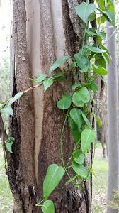 Image result for Cynanchum