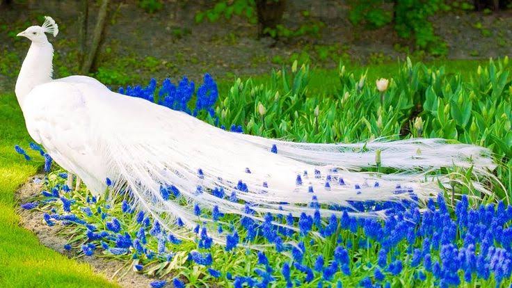 White Peacock Dance in Rain Video