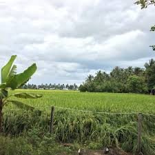 Penanaman padi di kedah di era silam khasnya sebelum campurtangan british berkait. Photos At Sawah Padi Kampung Yan Kedah Botanical Garden In Kedah