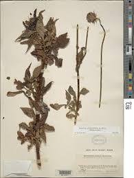 Image result for Dolichos kilimandscharicus