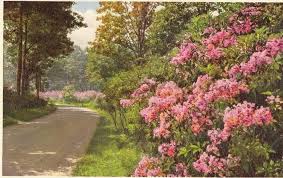 Rhododendron Lining The Driveway Or Is It Mountain Laurel Estate Garden Biltmore Estate Asheville Biltmore Estate