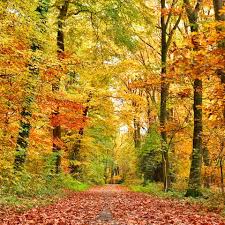 Outside the tropics, autumn marks the transition from summer to winter, in september. Autumnal Equinox 2020 First Day Of Fall Time And What It Means