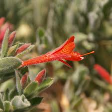Image result for Commelina latifolia