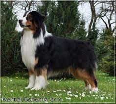 Black And White Aussie Dog I Love All Aussies But Especially Tri Colors With White Ruffs And Blazes Just So Handsome Au Australian Shepherd Dogs Aussie Dogs Black Australian Shepherd