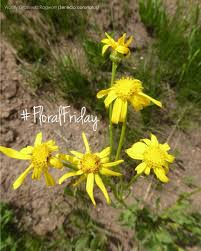 Image result for Senecio latifolius