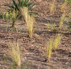 Image result for Aristida diminuta