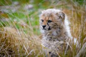 Cheetah Cub, HD Animals, 4k Wallpapers, Images, Backgrounds, Photos and  Pictures