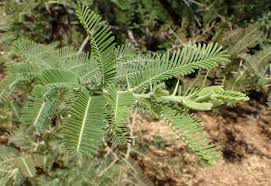 Image result for Acacia gerrardii