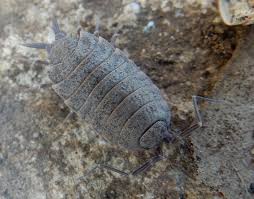 Image result for Polhillides