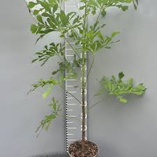 Image result for Cussonia spicata