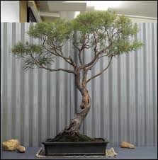 One person's soil composition for tropical trees may be too light or too heavy for a different hobbyist's tree. Image Result For Eucalyptus Bonsai