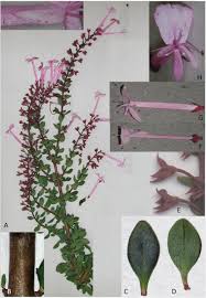 Image result for Radinosiphon leptostachya