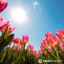 Featuring over 400 beautiful bouquets and floral arrangements starting at just $24.95. Ambitenergy On Twitter April Showers Bring May Flowers And Sunshine Check Out The Great Ways That You Can Save With Ambit S Solar Offerings Https T Co Mti6ahcjht Ambitsolar Https T Co Bovari40wu
