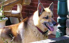 Click here to view german shepherd dogs in minnesota for adoption. German Shepherd Husky Mix Your Complete Guide