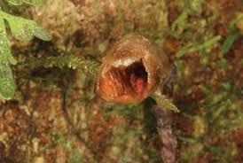 Image result for Gastrodia rwandensis