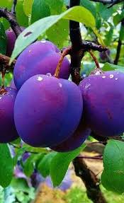 Epingle Sur Fruits Et Legumes