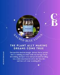 Image result for Synaptolepis alternifolia